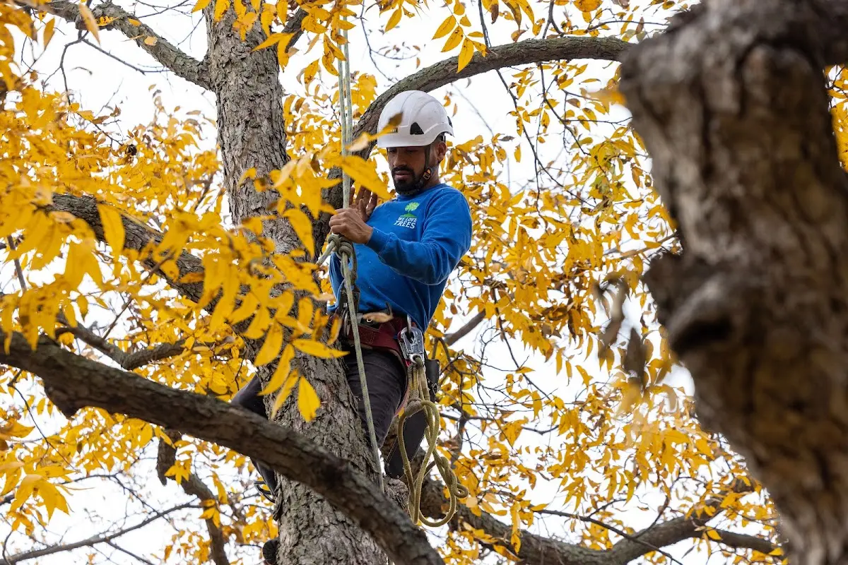 Skilled Tree Planing crew working in Haworth