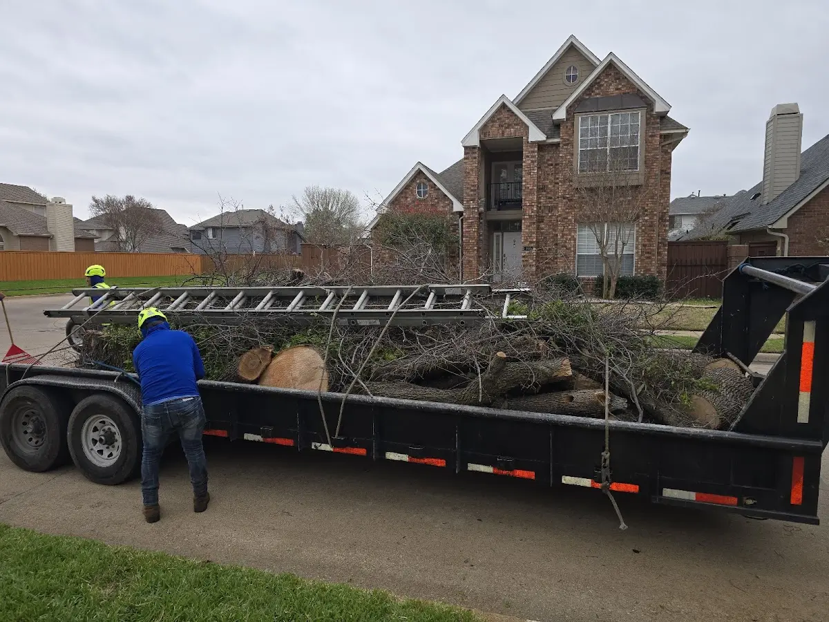 Expert Tree Pest Control with proper safety equipment in Haworth